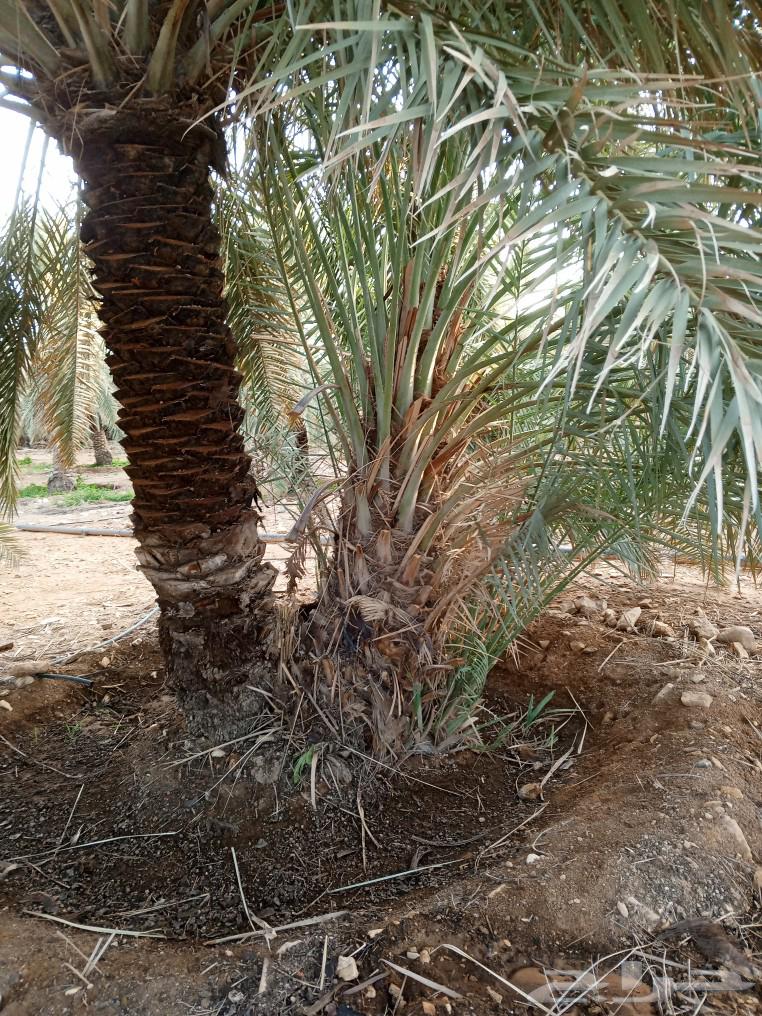 We have a quantity of palm chickens for sale at suitable prices.63065203478658111