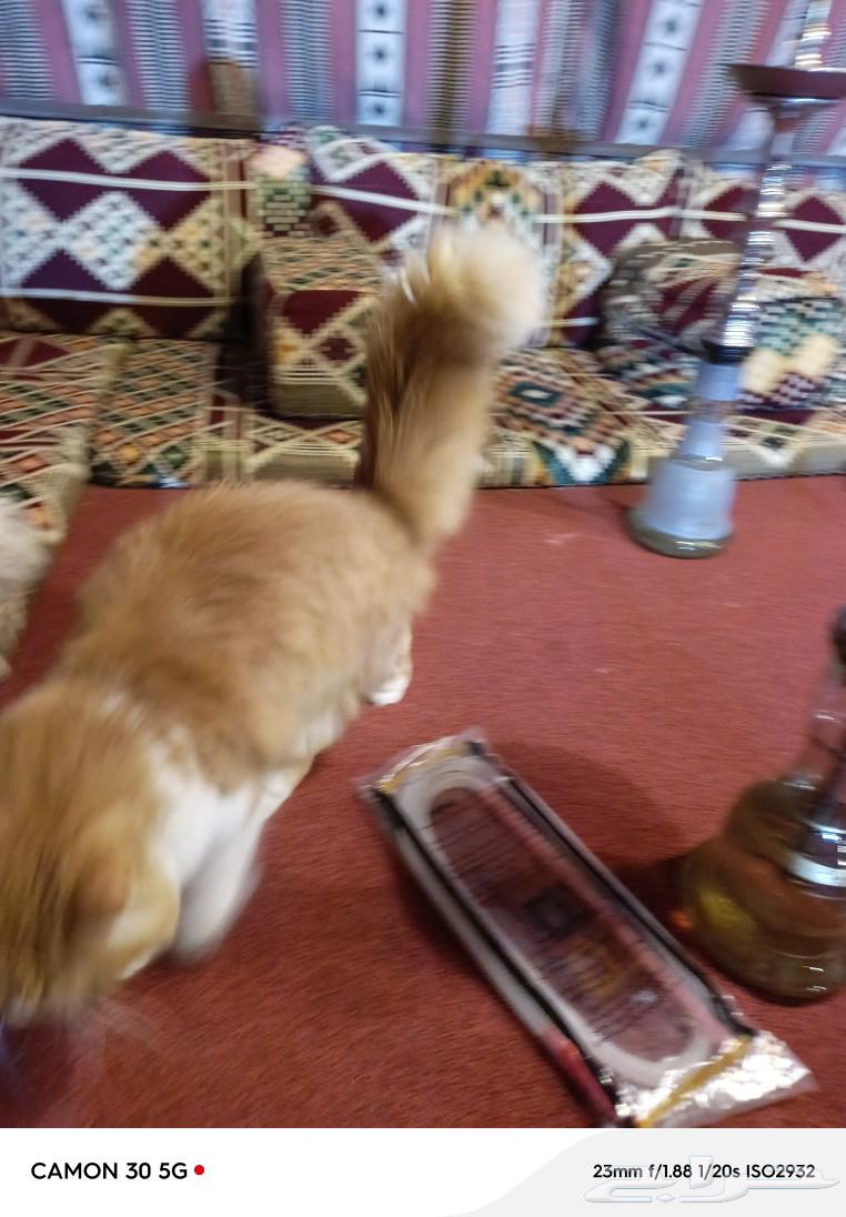 Well-behaved clean cat63065627988355113