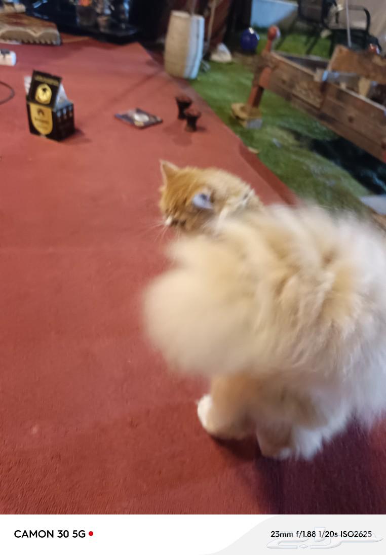 Well-behaved clean cat63065627988355112