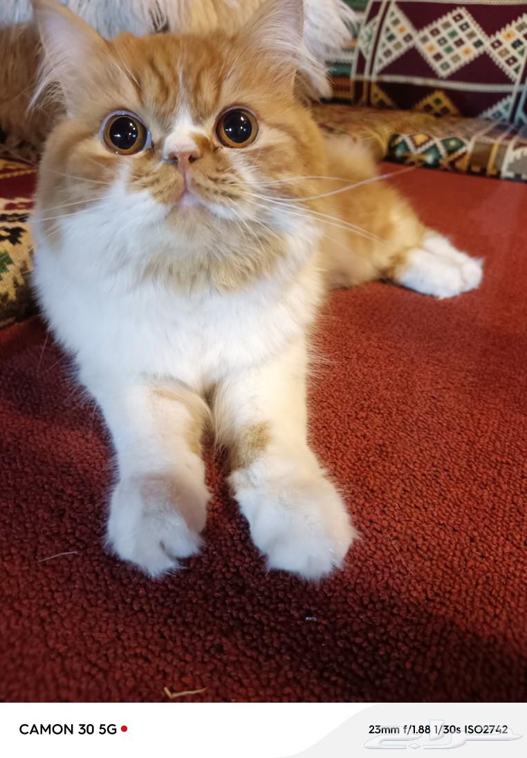 Well-behaved clean cat63065627988355111
