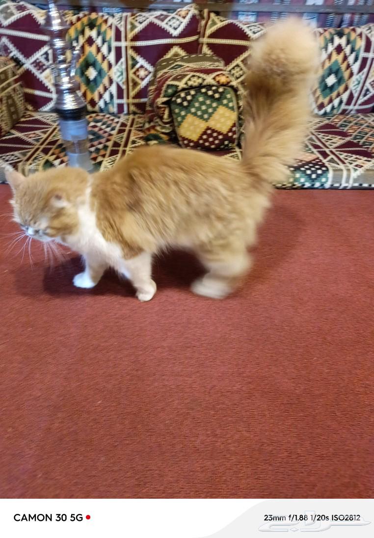 Well-behaved clean cat63065627988355114