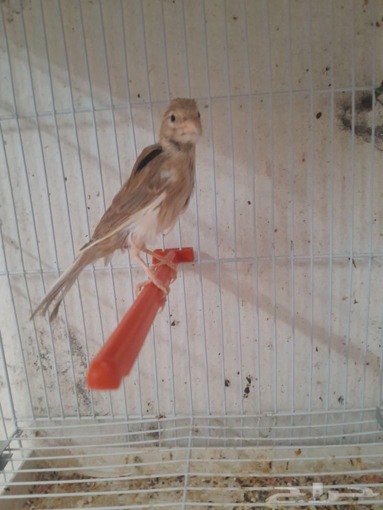 Syrian Canary Female (Sold)63066387845762111
