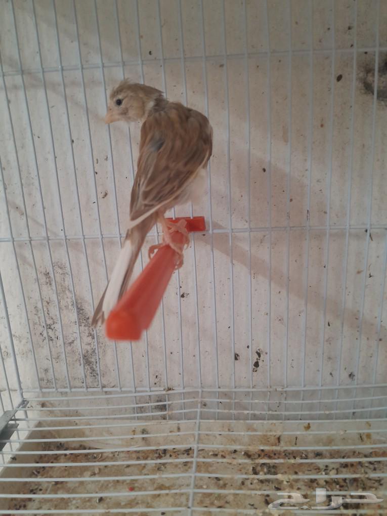 Syrian Canary Female (Sold)63066387845762112