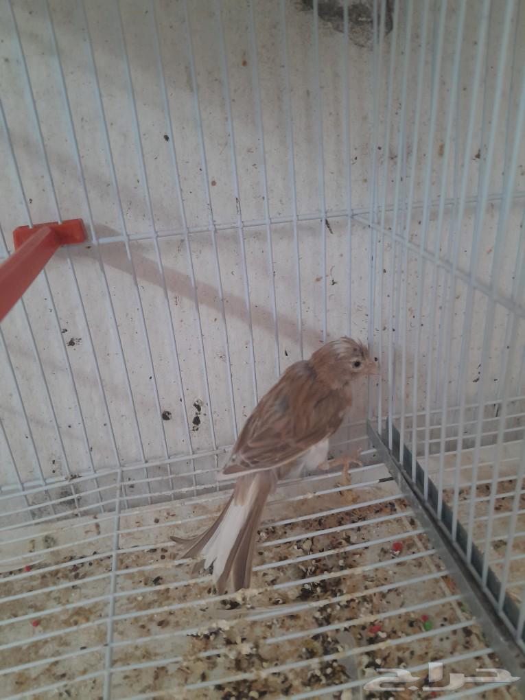 Syrian Canary Female (Sold)63066387845762113
