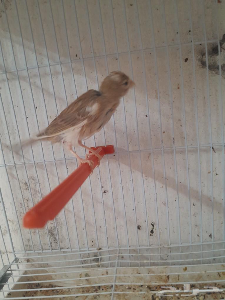 Syrian Canary Female (Sold)63066387845762114