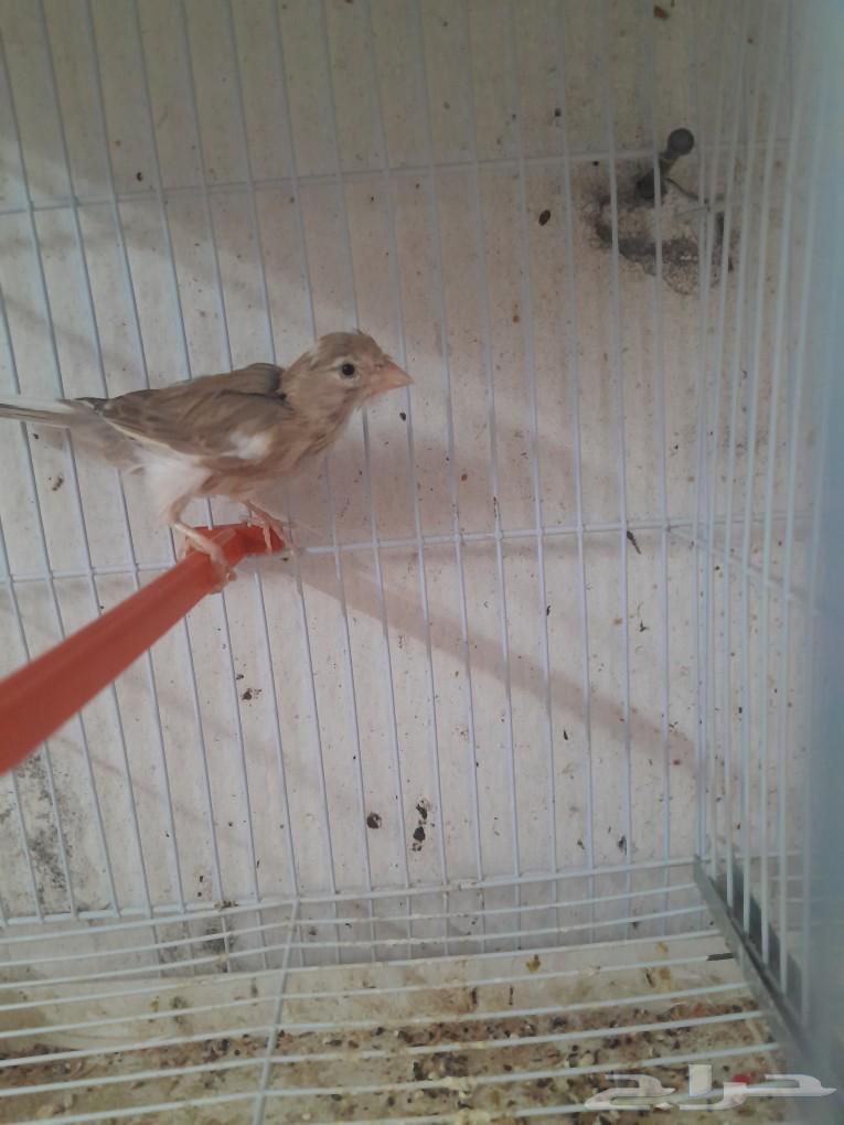 Syrian Canary Female (Sold)63066387845762113