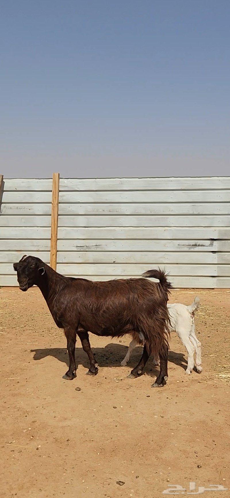 Nice Syrian goat with a jafra under it63066829318274110