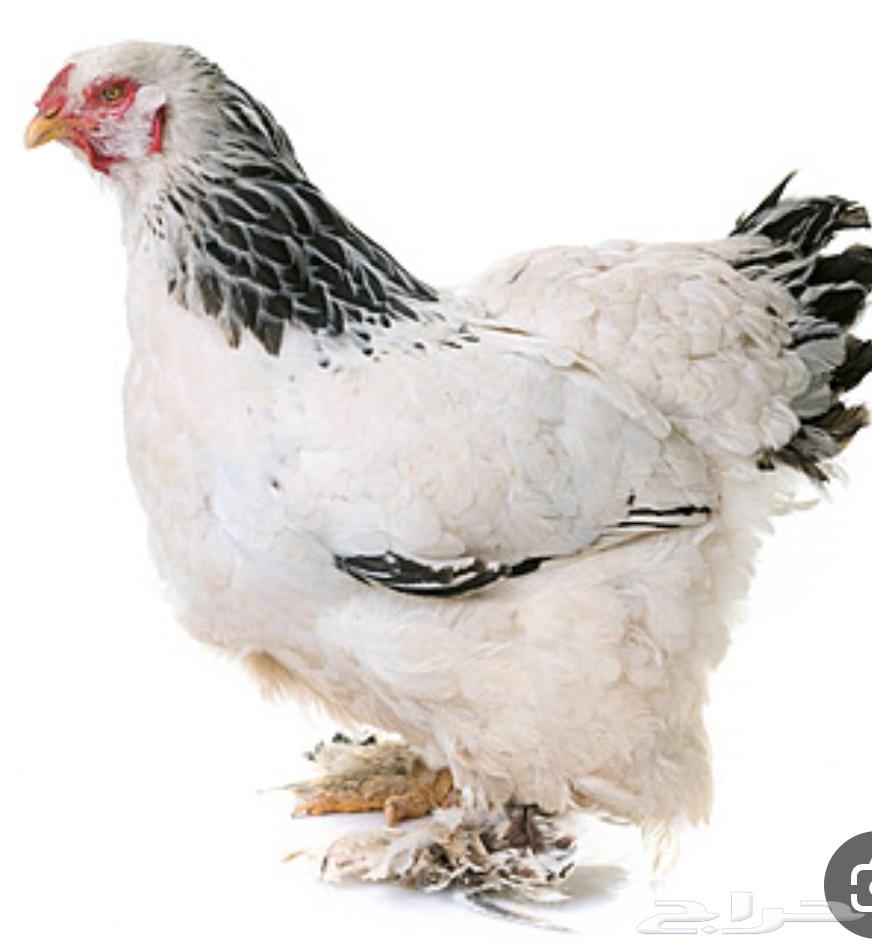 مطلوب دجاجة براهما مستوى ممتاز بسعر مناسب.630663928979221124