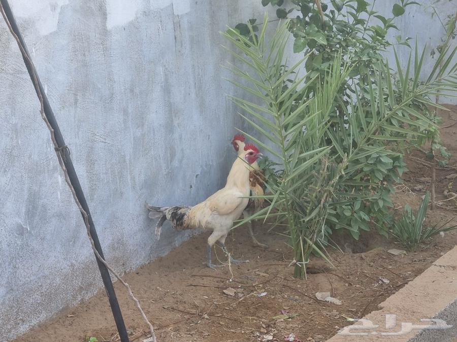 Local chicken for sale63064443921922112