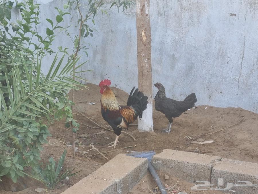Local chicken for sale63064443921922111