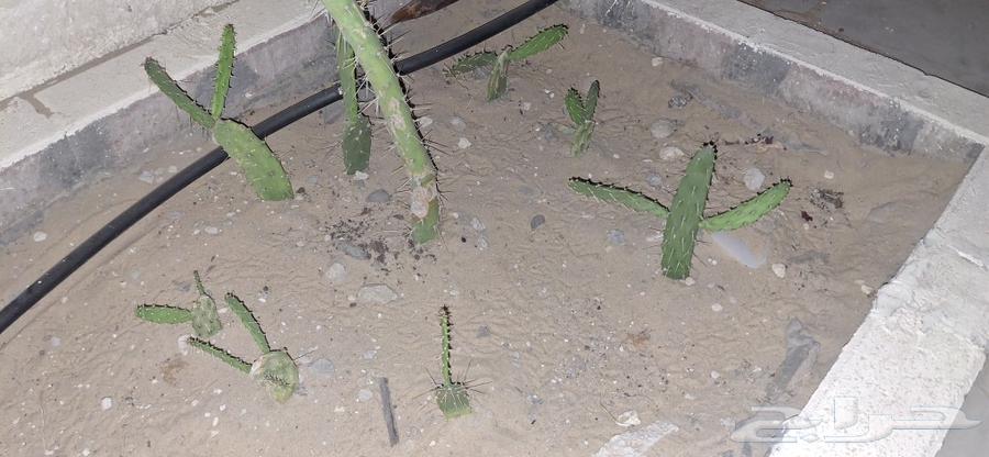 Cacti63062916762371111