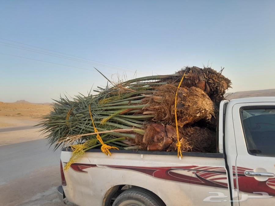 للبيع جميع انواع انخيل630621764258591125