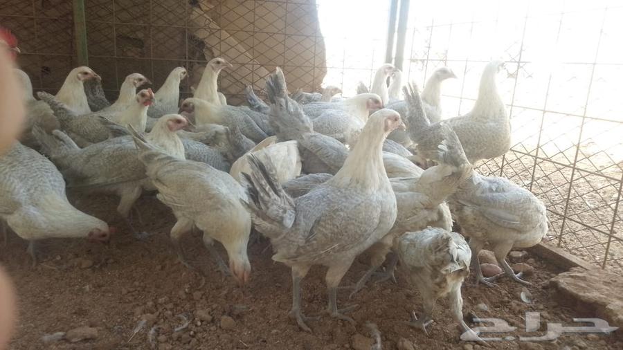 دجاج فيومي المنيوم بشاير 5 اشهر630636400435211111