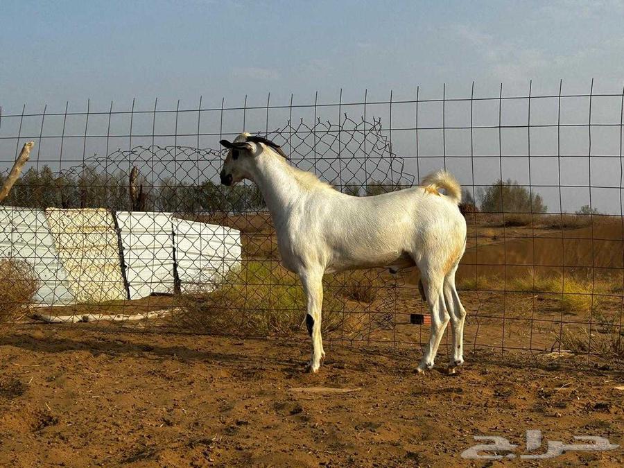 Black stallion with blue eyes63062908332161112