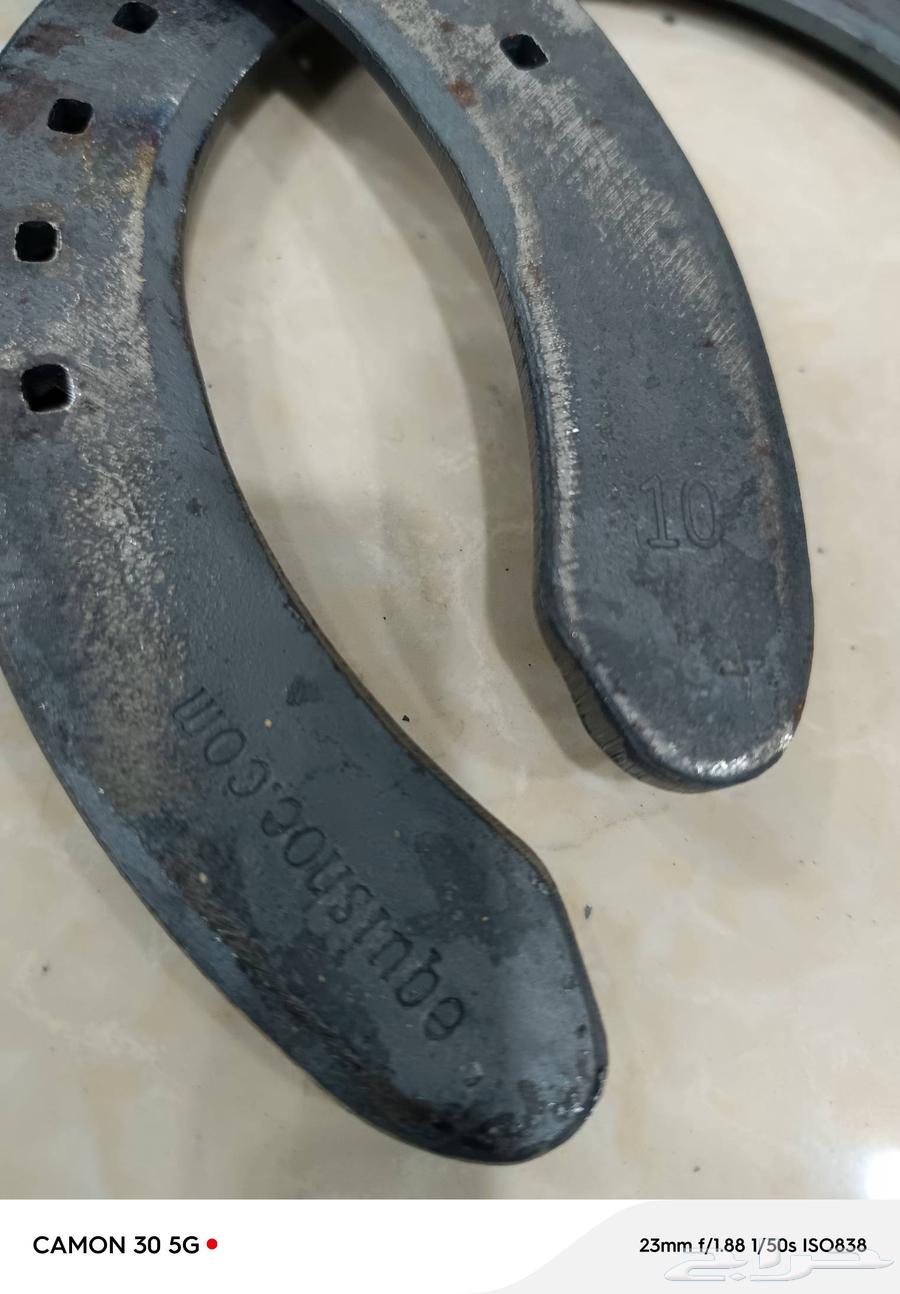 للبيع حداول الخيل الفرزيان كبيرة الحجم مقاسات كبيرة 9 1063062912295427112
