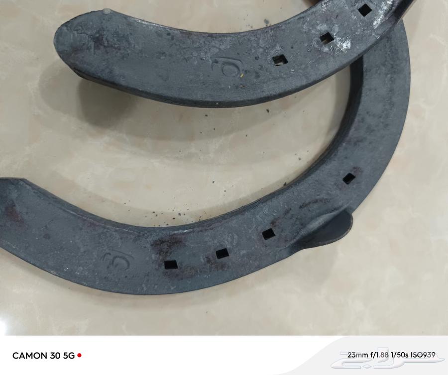 للبيع حداول الخيل الفرزيان كبيرة الحجم مقاسات كبيرة 9 1063062912295427113