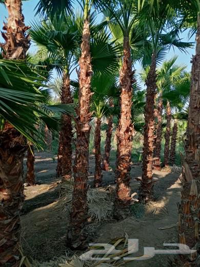 Washingtonia palm three meters63062181066754111