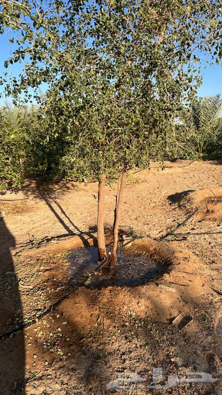 We have sidr trees.63064841801987111