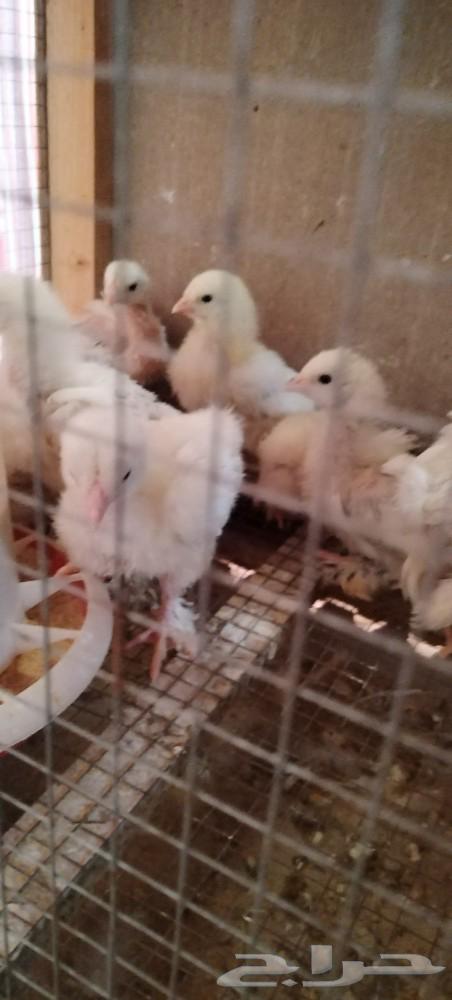 For sale: Brahma eggs, fertile, good quality and Brahma chicks630629079782411120