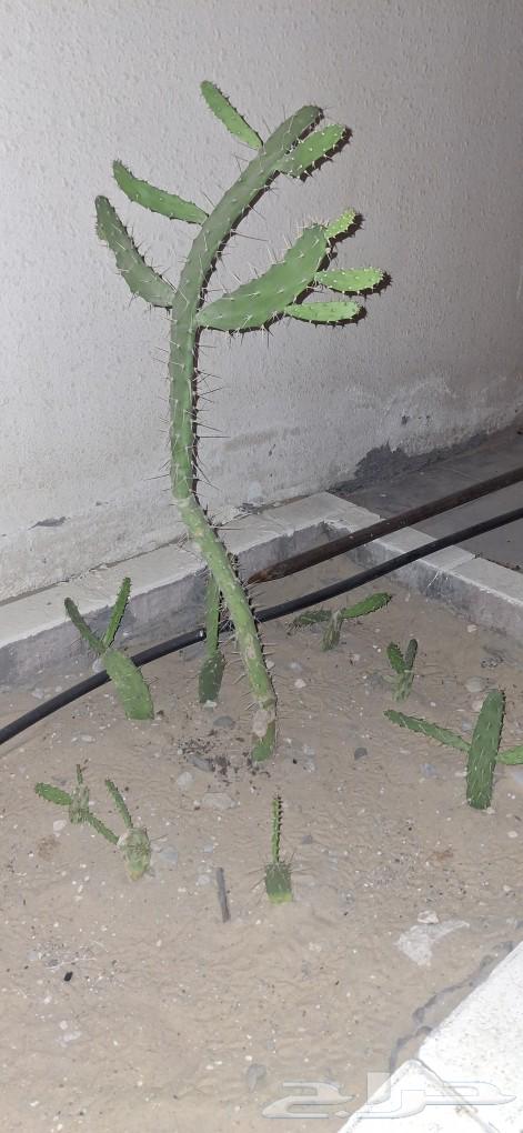 Cacti630629167623711129