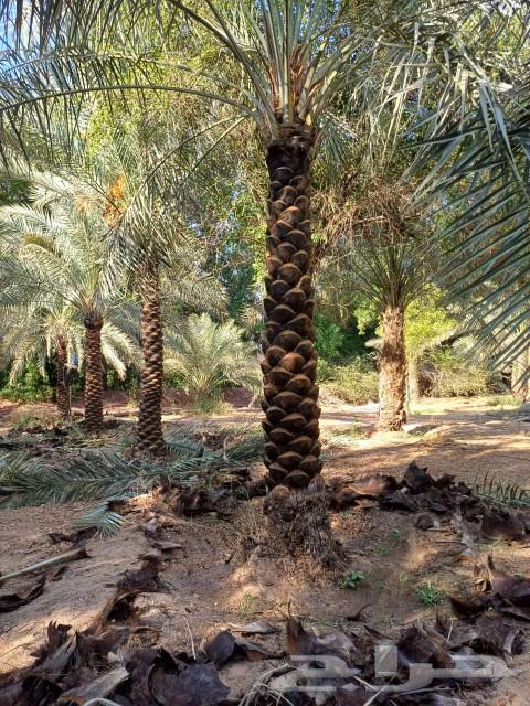 للبيع جميع انواع انخيل63062176425859113