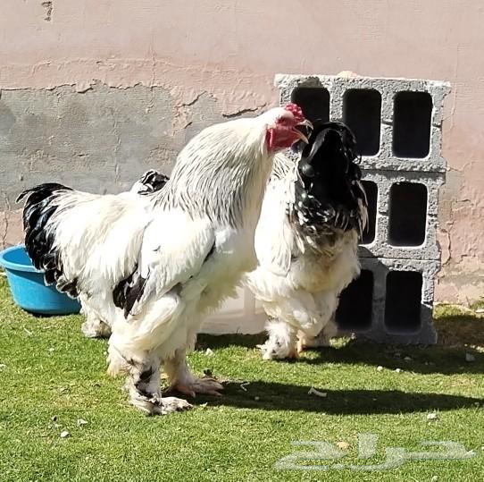 For sale: Brahma eggs, fertile, good quality and Brahma chicks63062907978241112