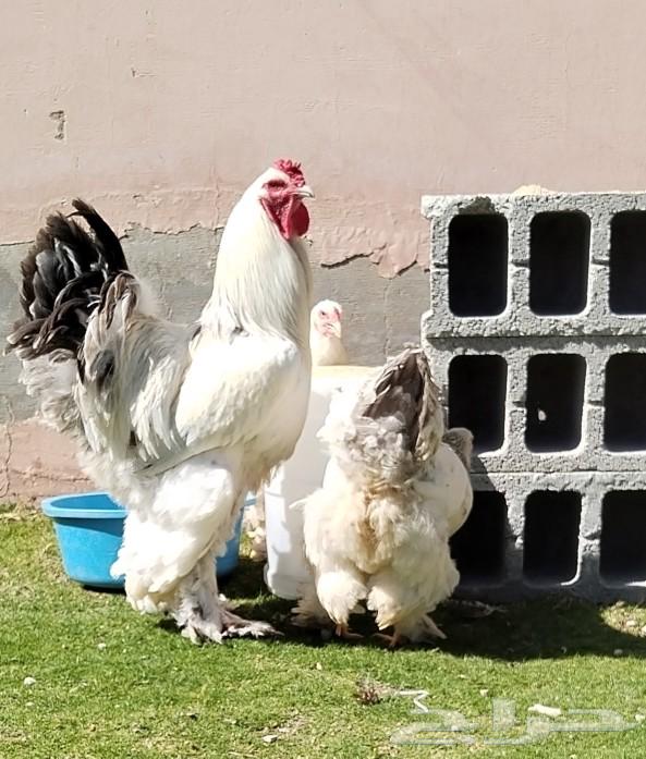 For sale: Brahma eggs, fertile, good quality and Brahma chicks63062907978241111