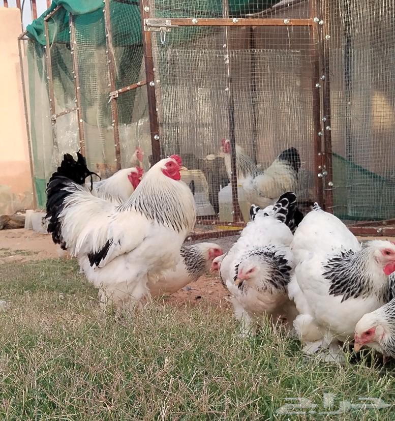 For sale: Brahma eggs, fertile, good quality and Brahma chicks63062907978241113