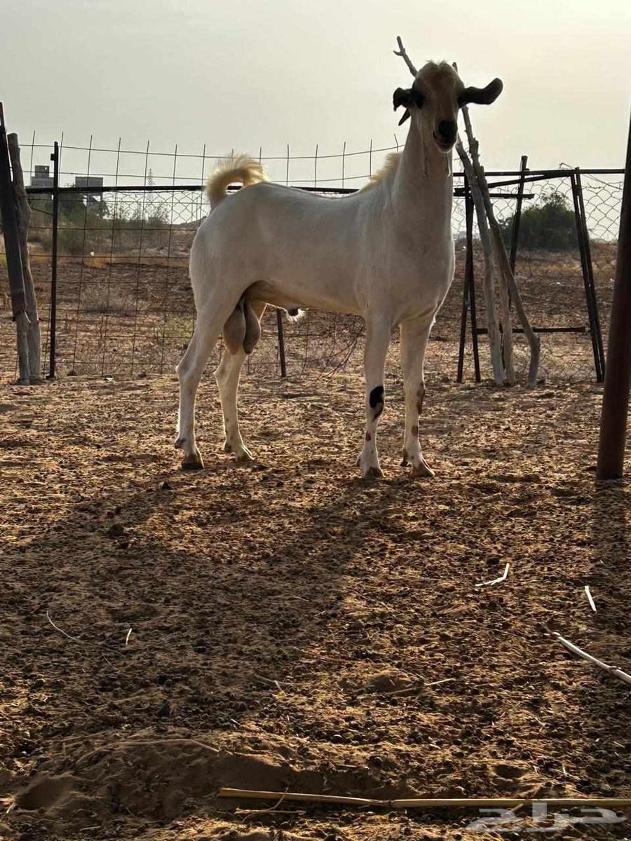 Black stallion with blue eyes63062908332161113