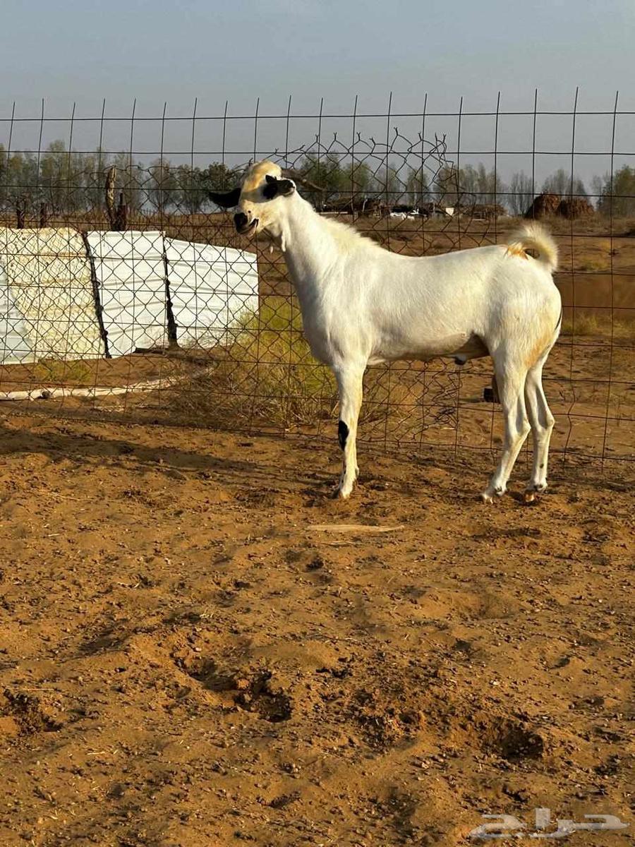 Black stallion with blue eyes63062908332161111