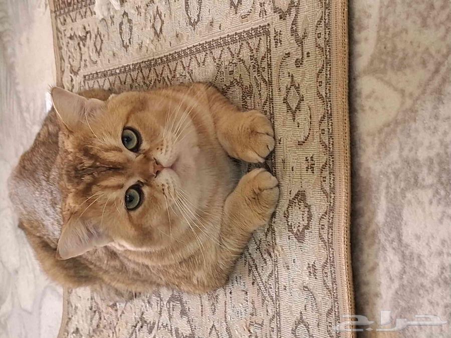 Scotch Fold mentioned for urgent adoption63208125854979111