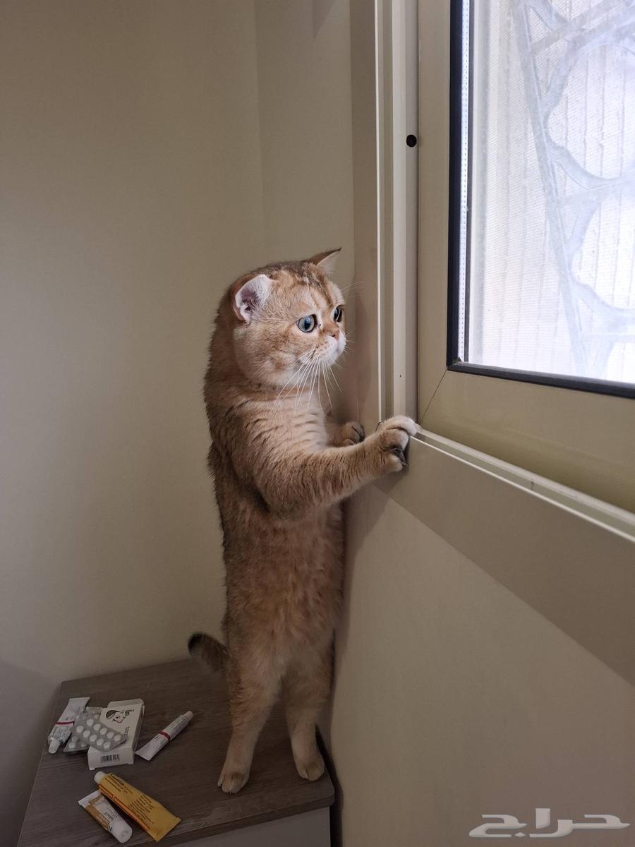 Scotch Fold mentioned for urgent adoption63208125854979112
