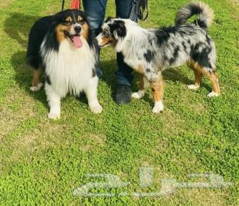 متوفر جراوي من فصليه Australian Shepherd63060021834370111