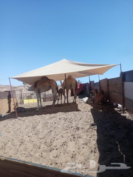 For sale: 3 hybrid camels, two of them are young females and one is a sitting female with a fetus63060776787586111
