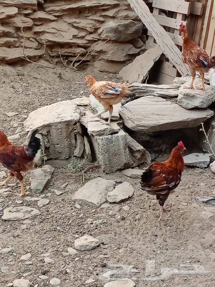 دجاج للبيع63060751812225112