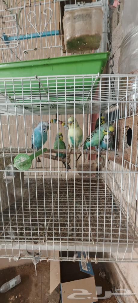 4 remaining Budgie birds63061098794370112