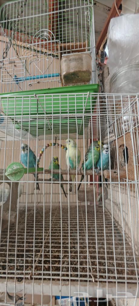 4 remaining Budgie birds63061098794370111