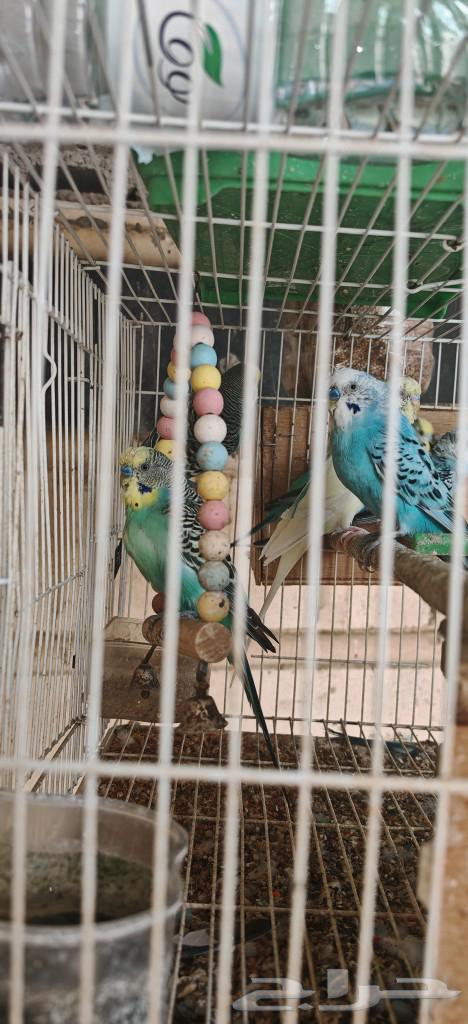 4 remaining Budgie birds63061098794370113