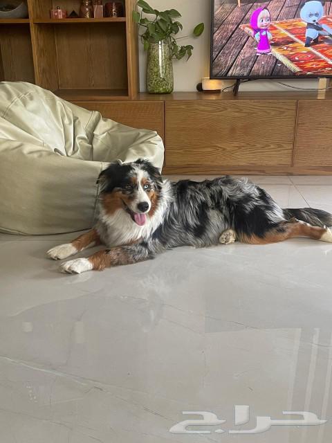 متوفر جراوي من فصليه Australian Shepherd63060021834370112