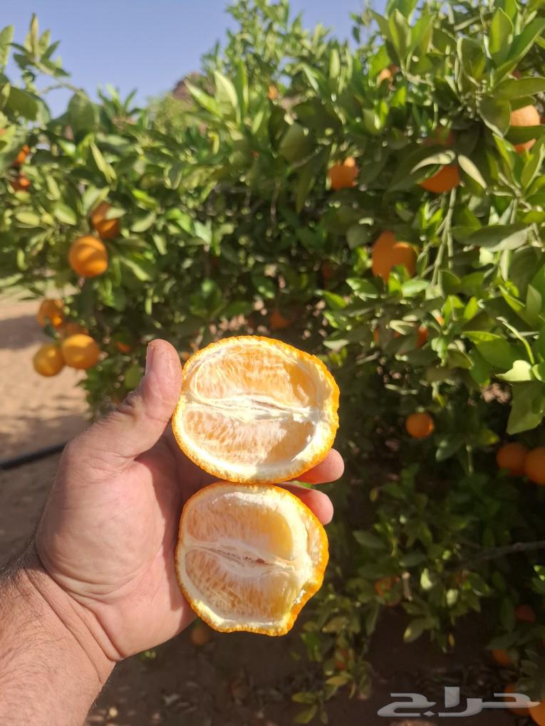 Summer orange (Valencia) sales 2025 AD63061477405826112