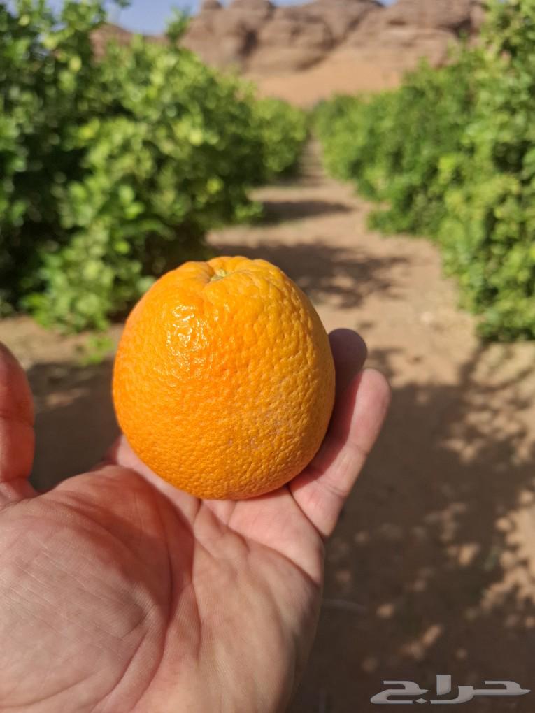 Summer orange (Valencia) sales 2025 AD63061477405826111