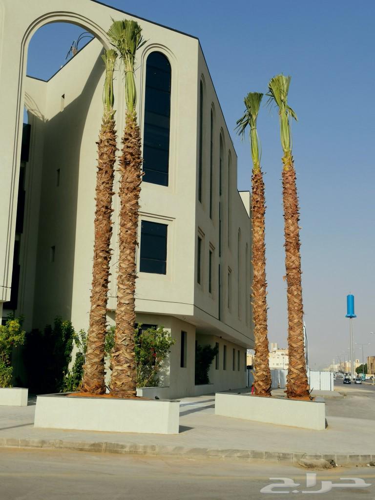 Washingtonia palm trees for sale63061491863042114