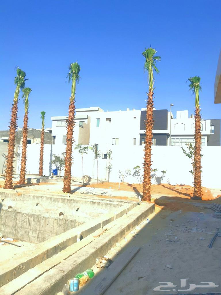 Washingtonia palm trees for sale63061491863042112