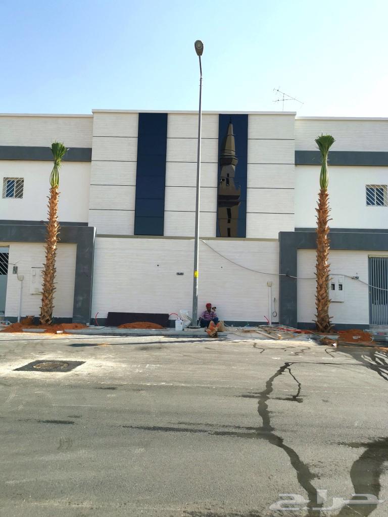 Washingtonia palm trees for sale63061491863042111
