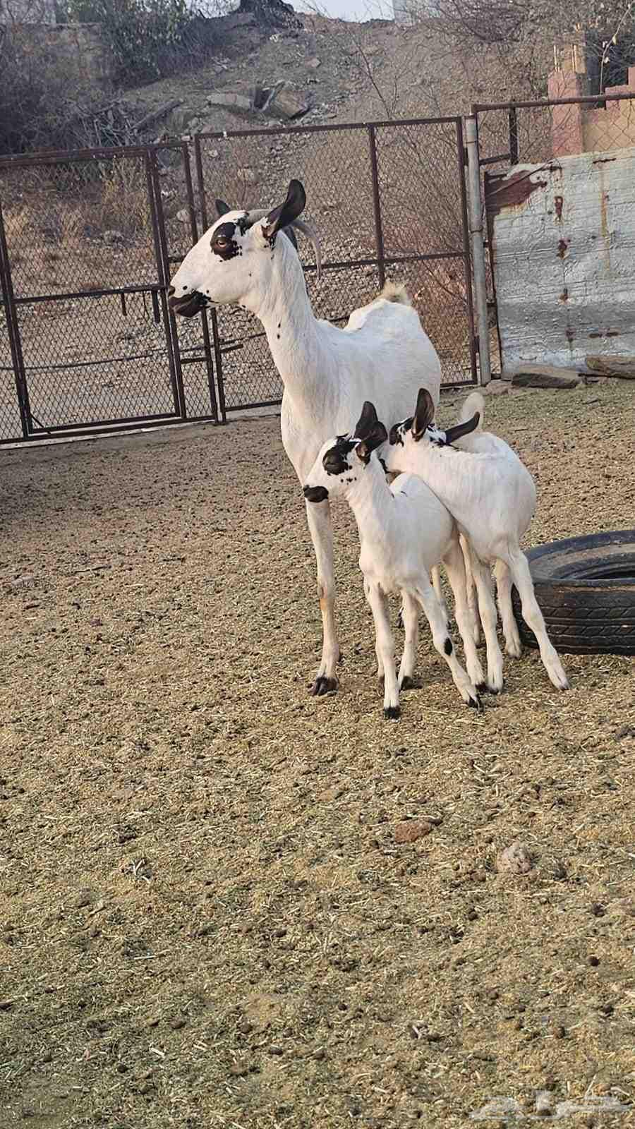 ماعز بيشيات فاخرة جدا ( تم البيع )63059631145985113