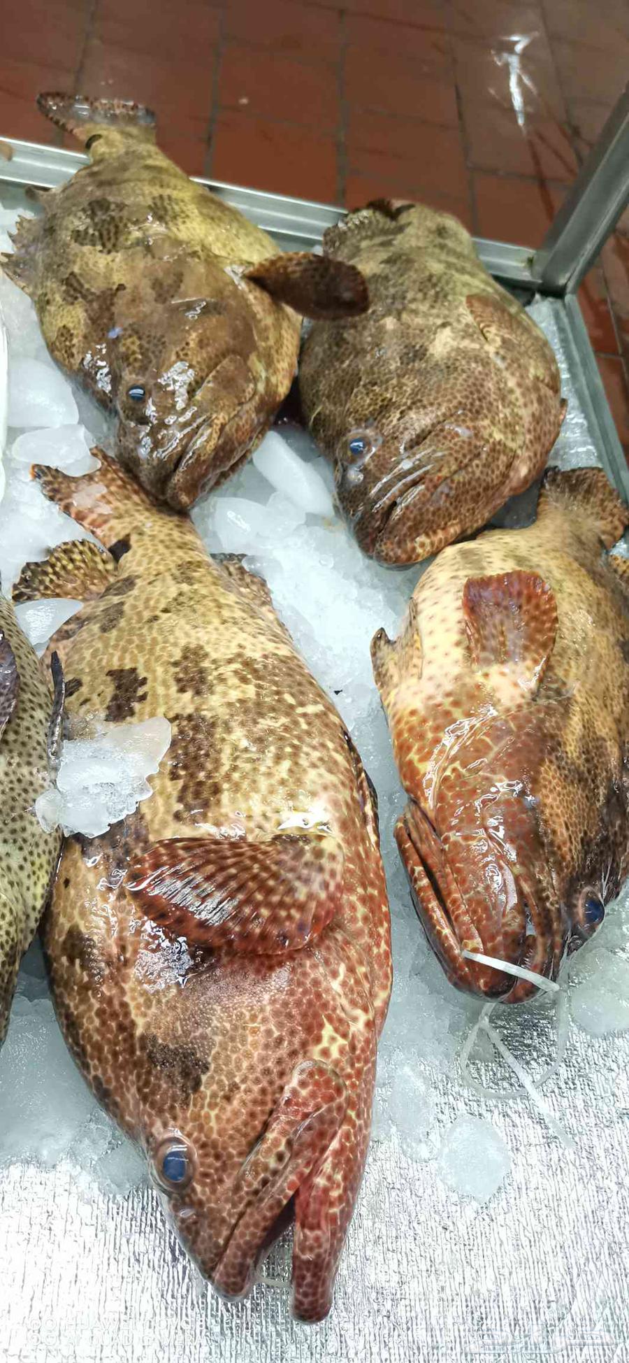 Fresh fish in Jeddah63056759302529113