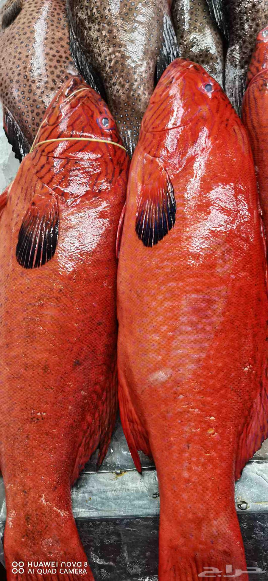 Fresh fish in Jeddah63056759302529112