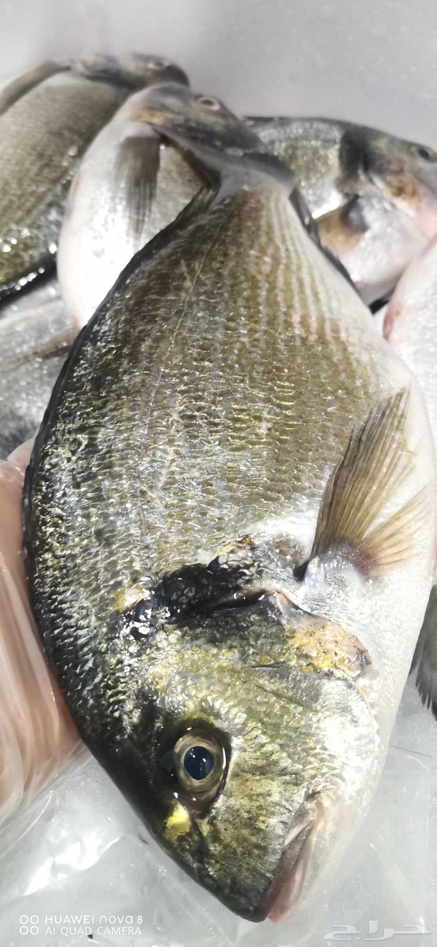 Fresh fish in Jeddah63056759302529114