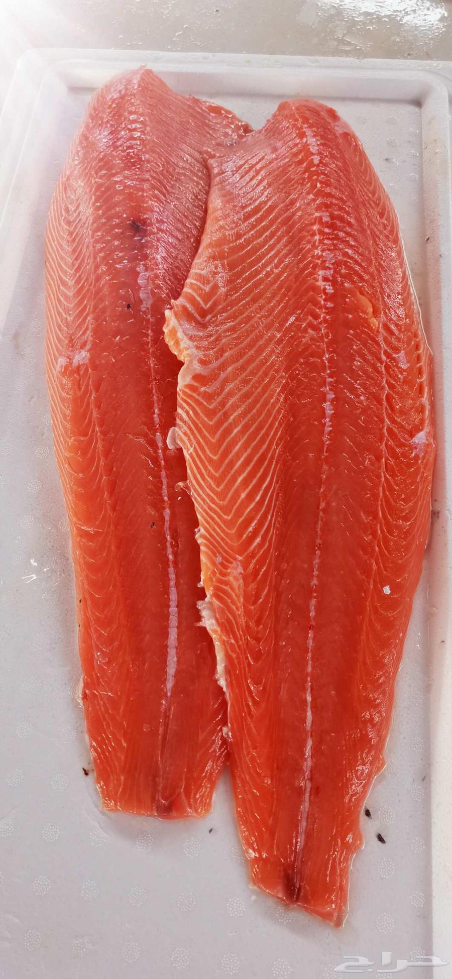Fresh fish Jeddah63056773248002112