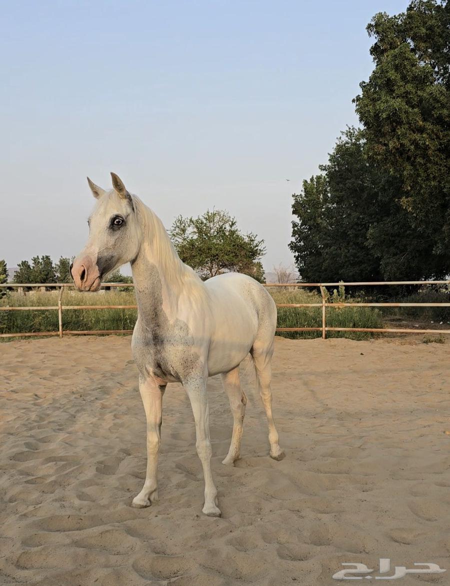 My mare is a rarity, beautiful in color and eye, crystal prayer on the Prophet63061103673347112